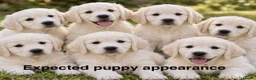 Golden Retriever dogs for sale: KC Champion line puppies from DNA tested parents  - Advert 1