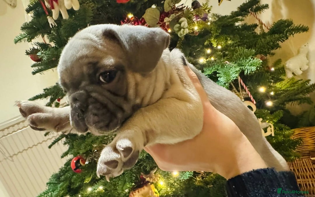 French Bulldog dogs for adoption: 🩷 COCO – Blue Fawn French Bulldog Girl - Advert 2