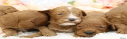 Cavapoo dogs for sale: *HEALTH TESTED* CAVAPOOS - Advert 14
