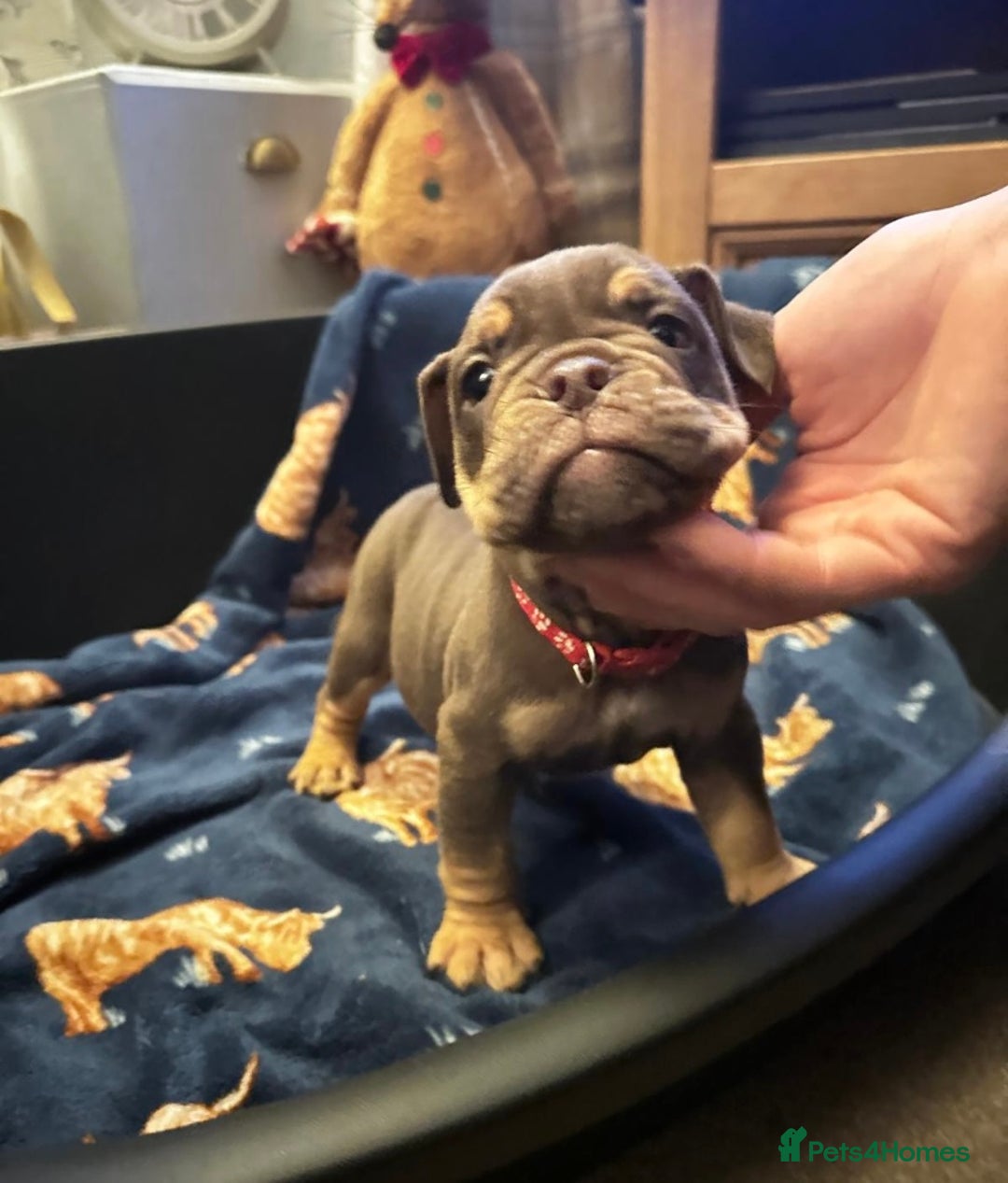 Mixed Breed dogs for sale: Old Tyme And English bulldog puppies - Advert 5