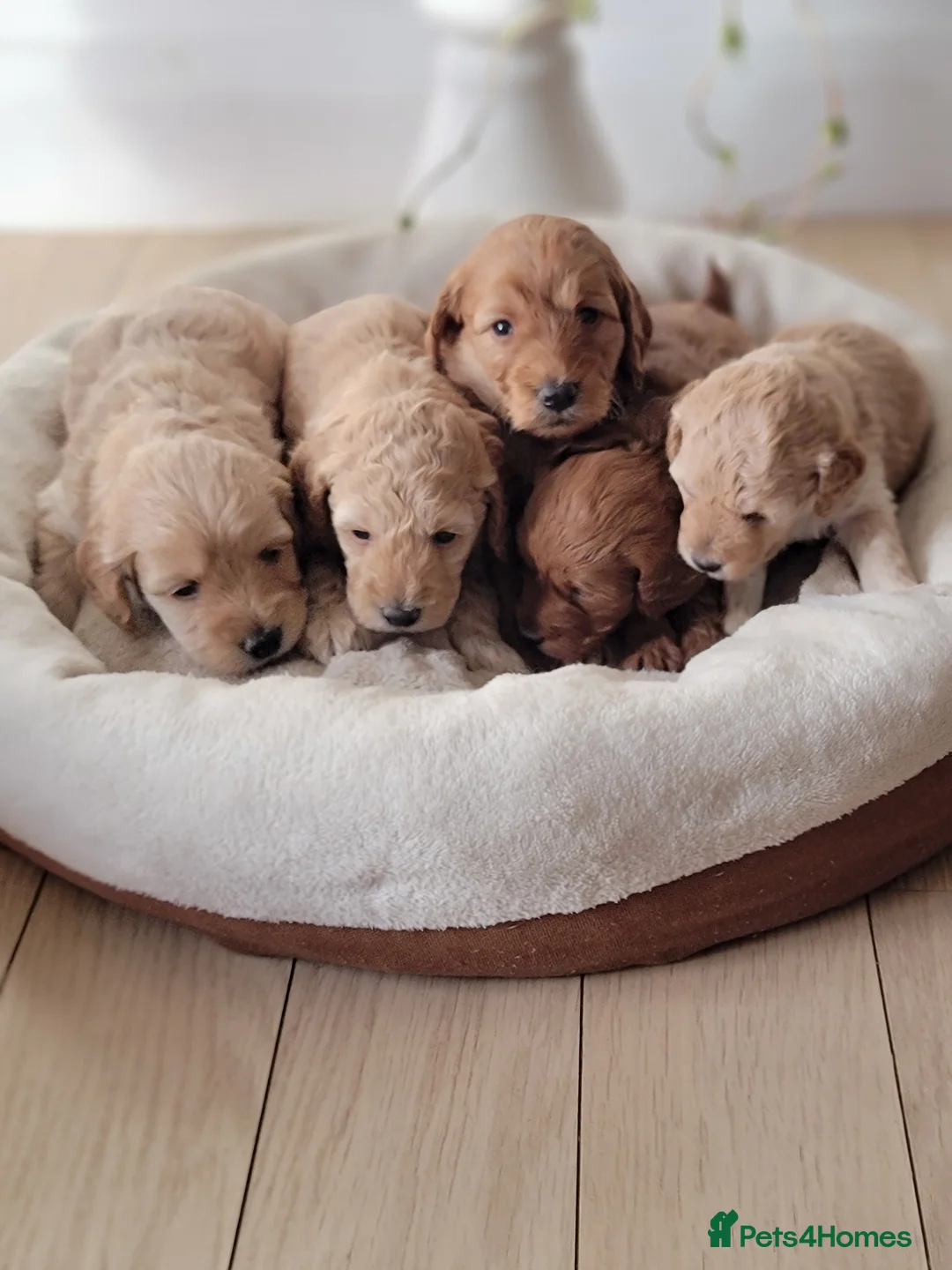 Maltipoo dogs for sale: F1b Maltipoo  - Advert 4