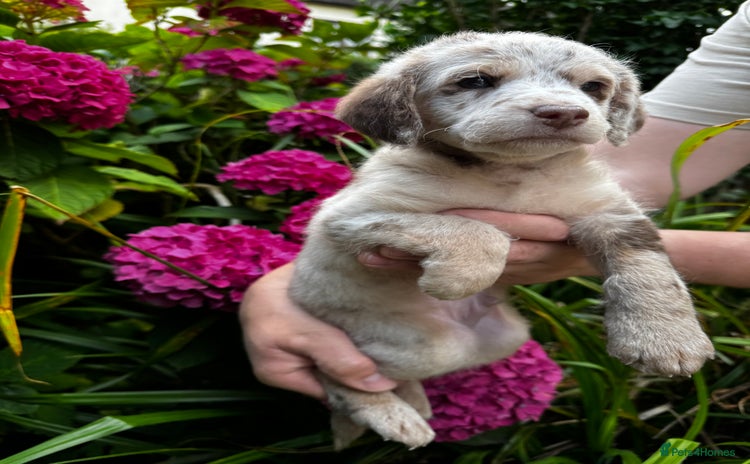 Labradoodle dogs - Advert 1