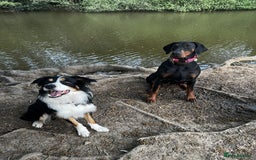 Border Collie dogs for stud: Boris/ 2.5 years old/ KC/ISDS member/Tricolor. - Image 10