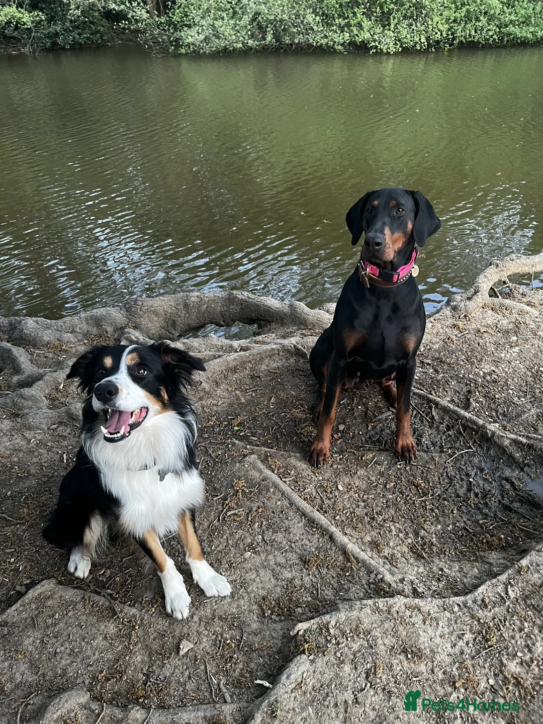 Border Collie dogs for stud: Boris/ 2.5 years old/ KC/ISDS member/Tricolor. - Advert 10