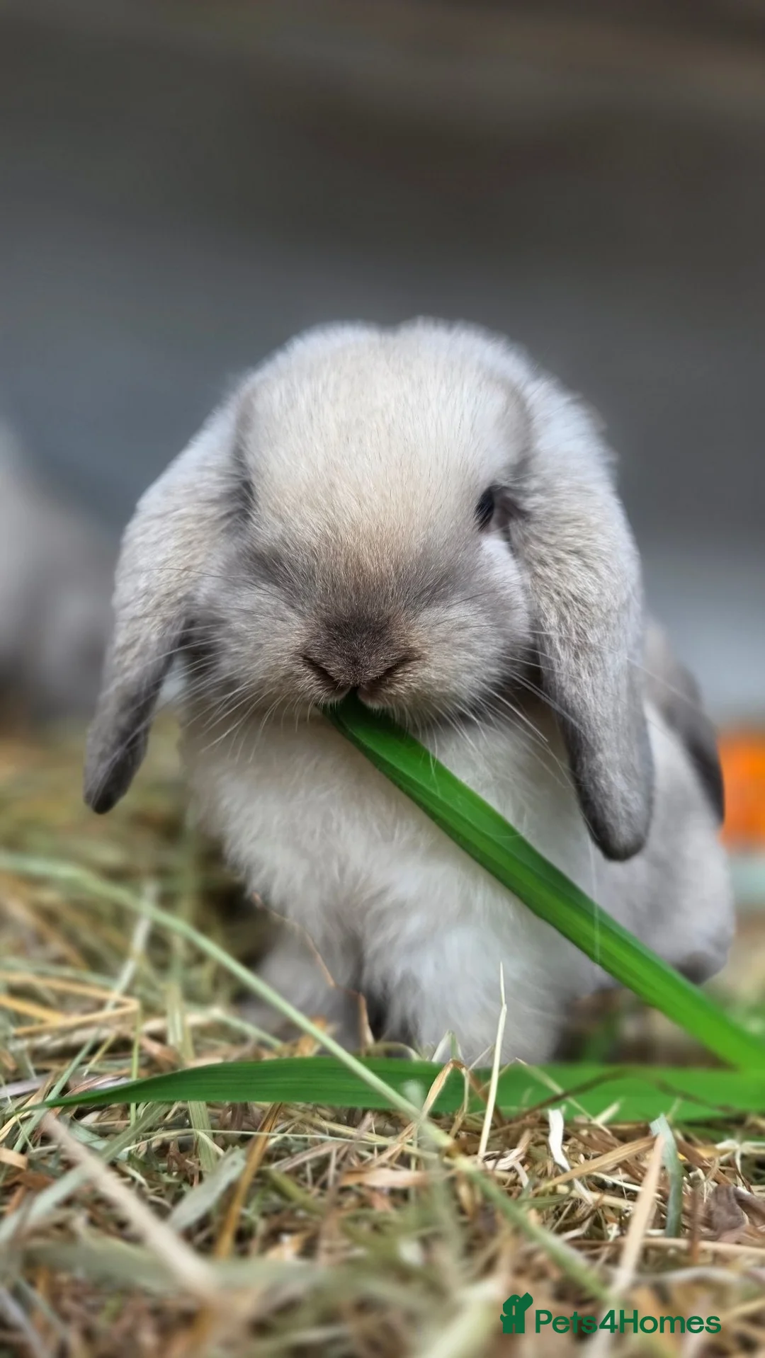 Mini Lop rabbits for sale: **wait list open** Beautiful mini lops - Advert 2