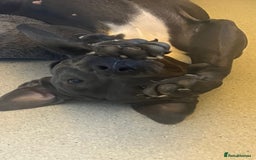 Mixed Breed dogs for sale: Luna  - Image 3