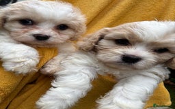 Cavapoochon dogs for sale: ⭐️1 CAVAPOOCHON in Cheshire (KC DAD) ready now✅ - Image 24