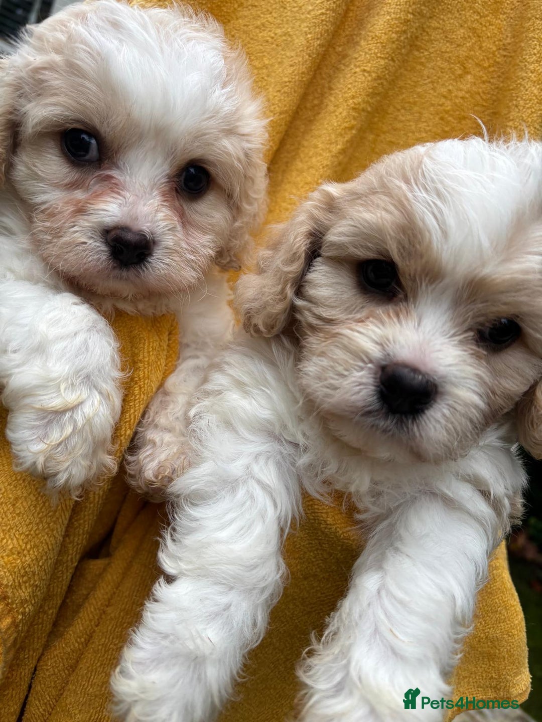 Cavapoochon dogs for sale: ⭐️1 CAVAPOOCHON in Cheshire (KC DAD) ready now✅ - Image 24