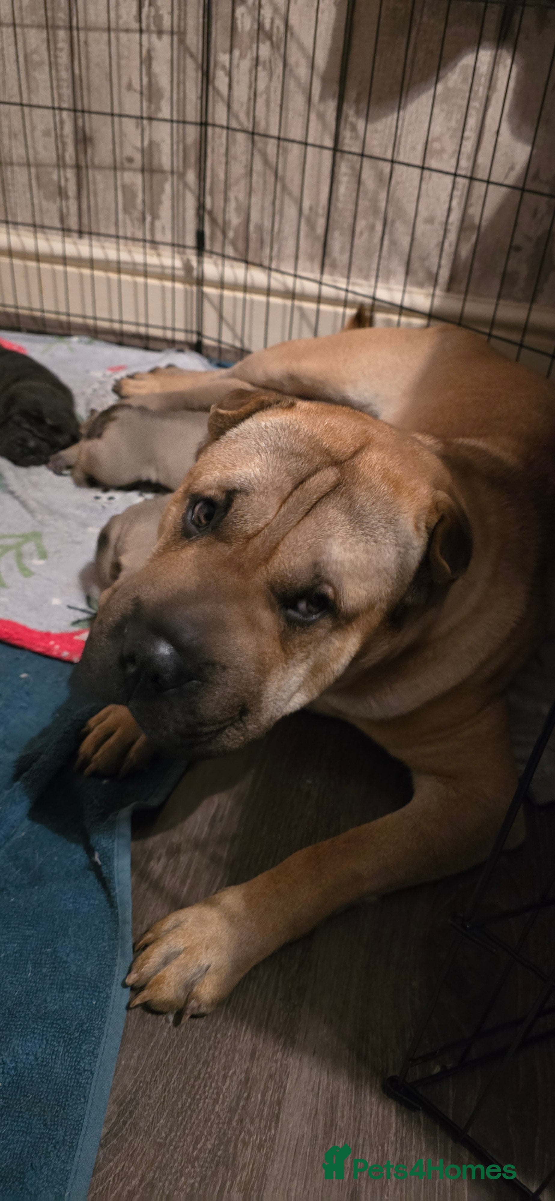 Shar Pei dogs 2 female shar pei puppies  - Advert 1