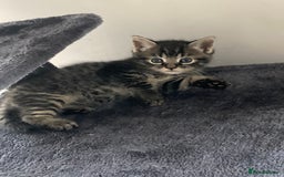 Mixed Breed cats for sale: Kittens 😸 MaineCoon x kittens READY TODAY ❤️😸🐈 - Image 16