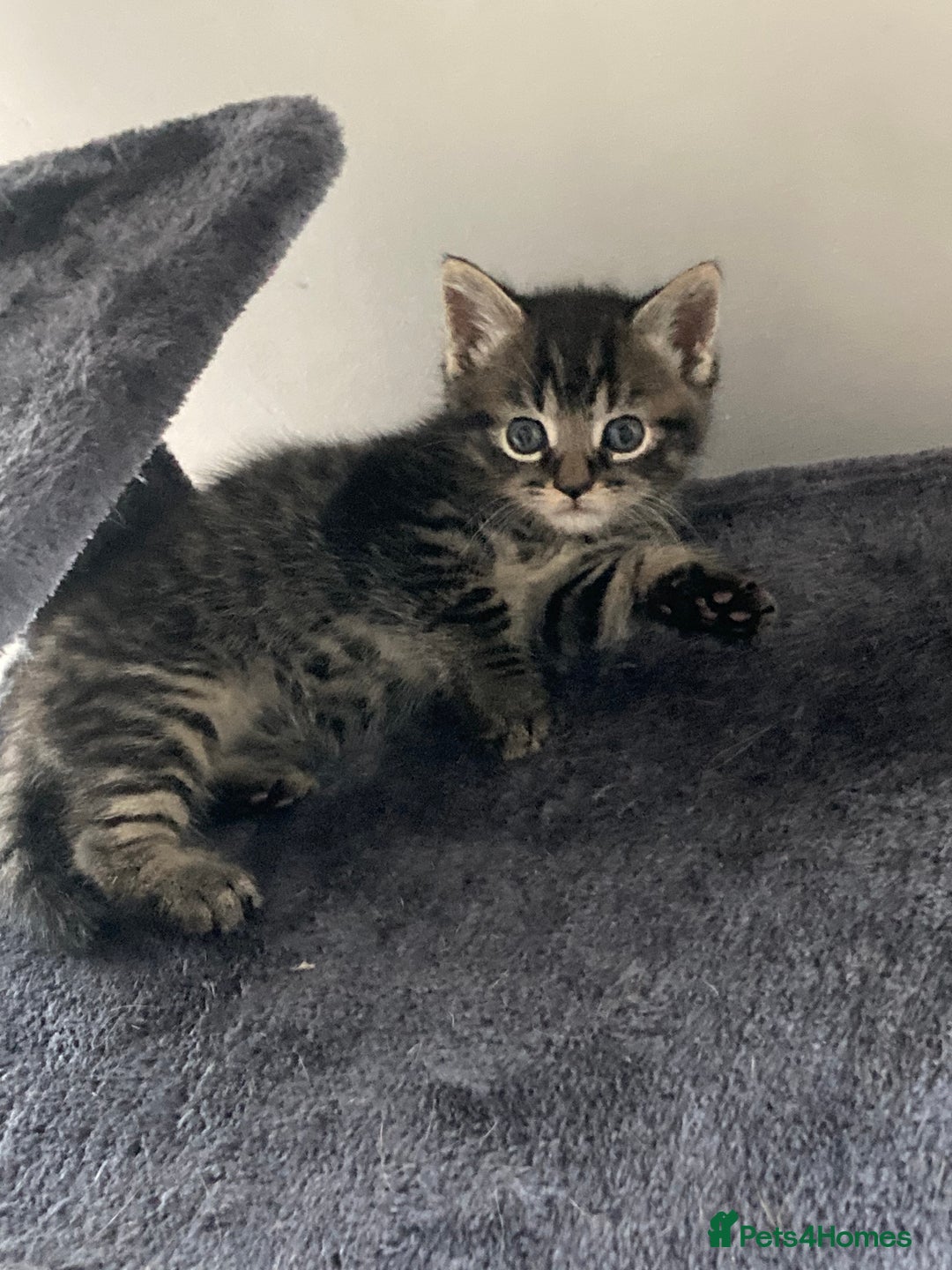Mixed Breed cats for sale: Kittens 😸 MaineCoon x kittens READY TODAY ❤️😸🐈 - Image 16