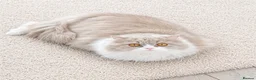 British Shorthair cats for sale: Gccf British Shorthair & Longhair Kittens - Advert 10