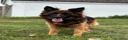 German Shepherd dogs for sale: 8 year old female German shepherd  - Advert 1
