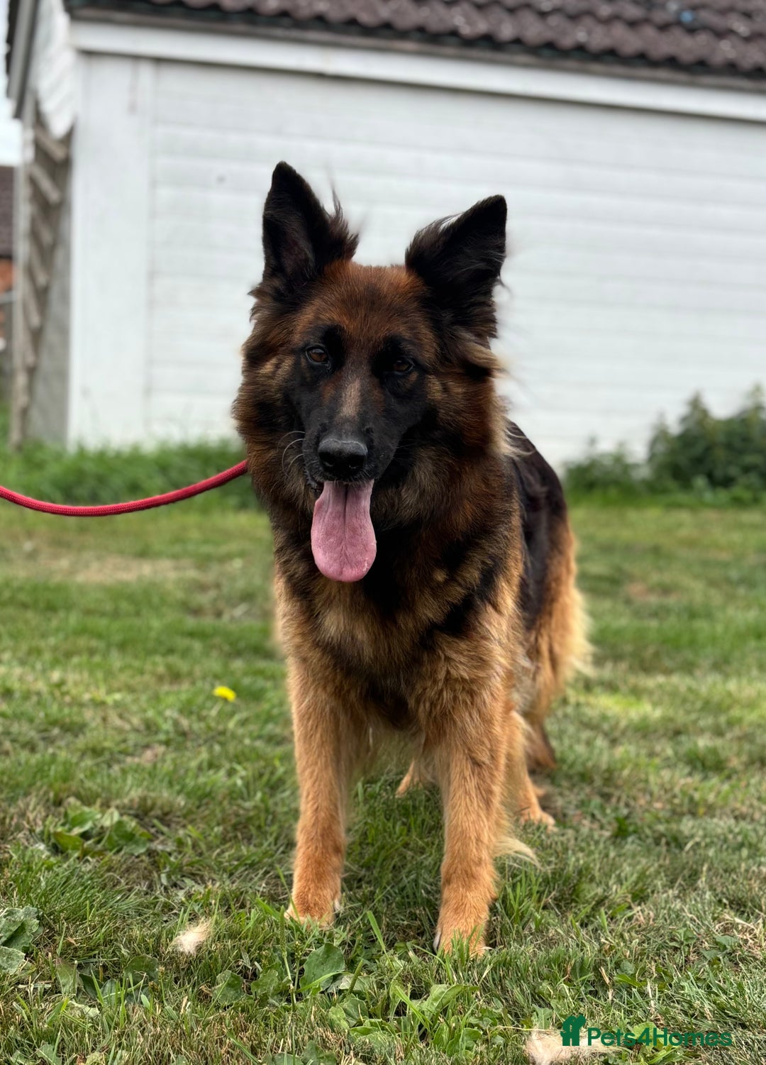 German Shepherd dogs for sale: 8 year old female German shepherd  - Advert 1