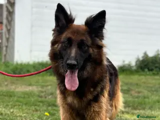 German Shepherd dogs 8 year old female German shepherd - Advert 5