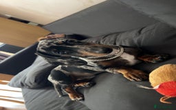 Miniature Dachshund dogs for sale: Rocky  - Image 6