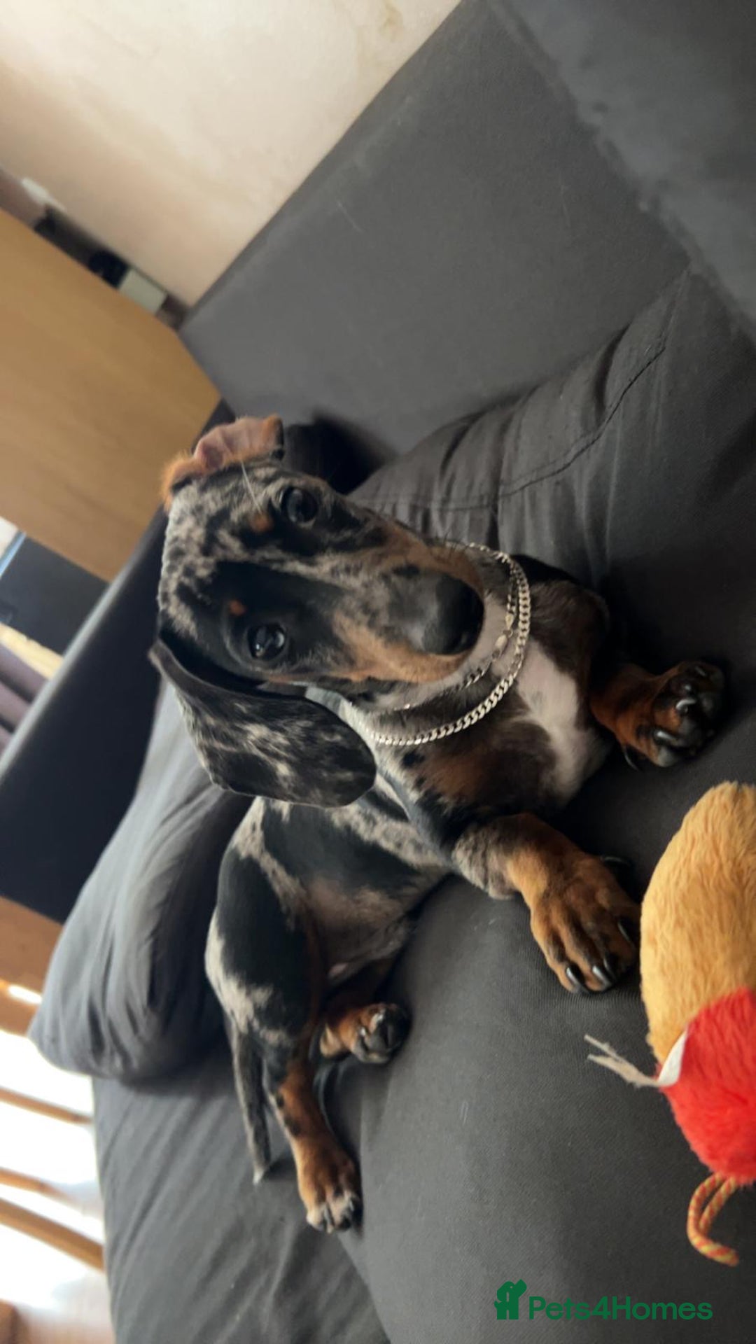 Miniature Dachshund dogs for sale: Rocky  - Image 6