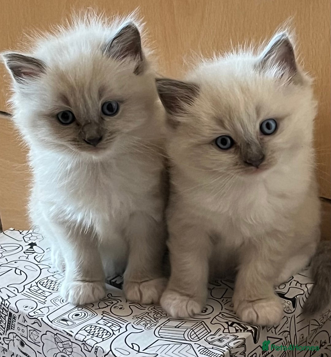 Ragdoll cats for sale: 2 Boys and 1 Girl Ragdoll kittens - Image 19