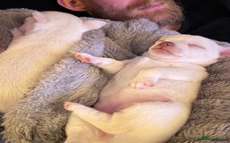 Chihuahua dogs for sale: 2 beautiful white chihuahua girls  - Image 7