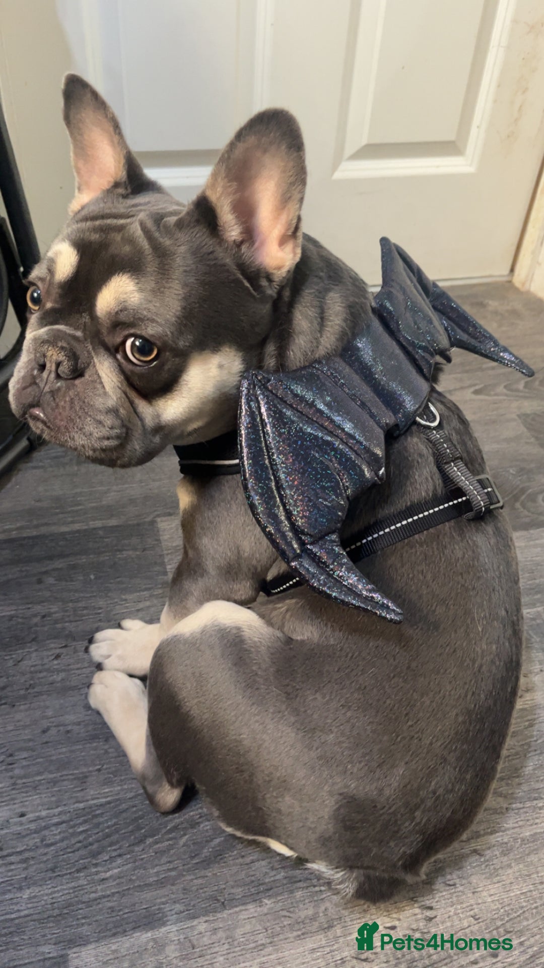 French Bulldog dogs for sale: 1 year old FRENCH BULLDOG FOR SALE - Advert 1