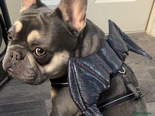 French Bulldog dogs 1 year old FRENCH BULLDOG FOR SALE - Advert 12