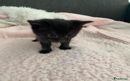 Mixed Breed cats for sale: 6 adorable kittens  - Image 4