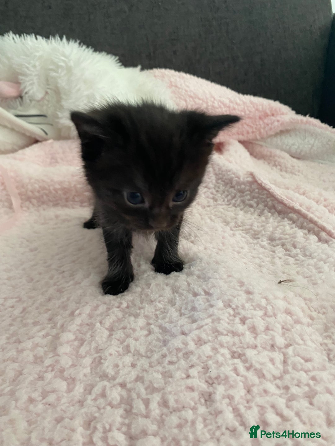 Mixed Breed cats for sale: 6 adorable kittens  - Image 4
