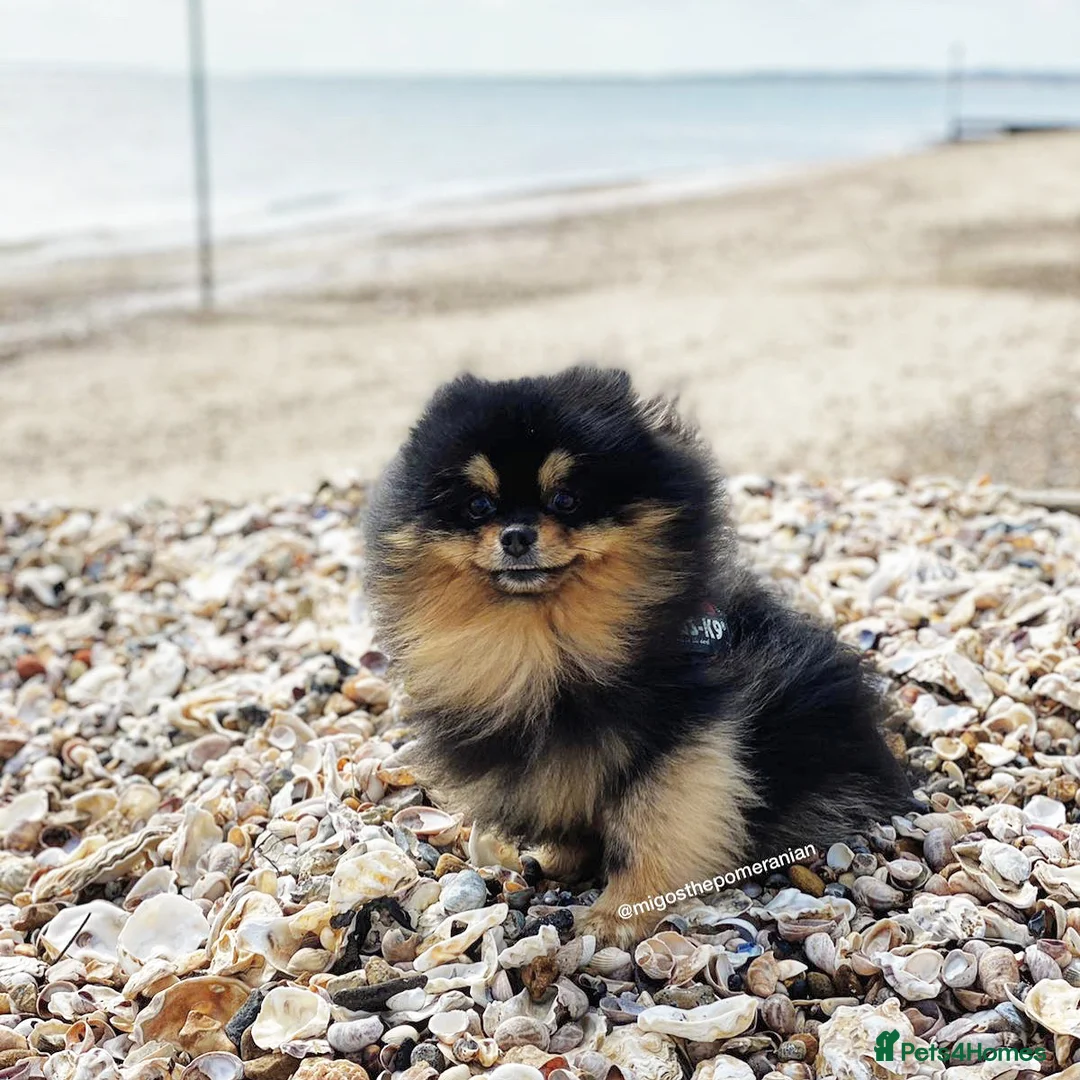 Pomeranian dogs for stud: Exceptional Proven Champion Line Pomeranian Stud  in Ebbw Vale - Advert 12