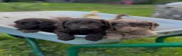 Cockapoo dogs for sale: F1 Cockapoo Puppies.  2 chocolate girls left - Advert 5