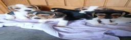 Beagle dogs for sale: Beagle puppies  - Advert 2