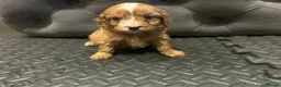 Cavapoo dogs for sale: Beautiful cavapoos  - Advert 22