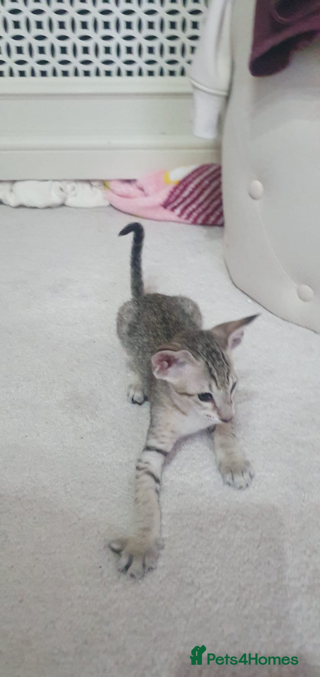 Oriental cats for sale: Beautiful Oriental Kittens for Sale - Advert 39