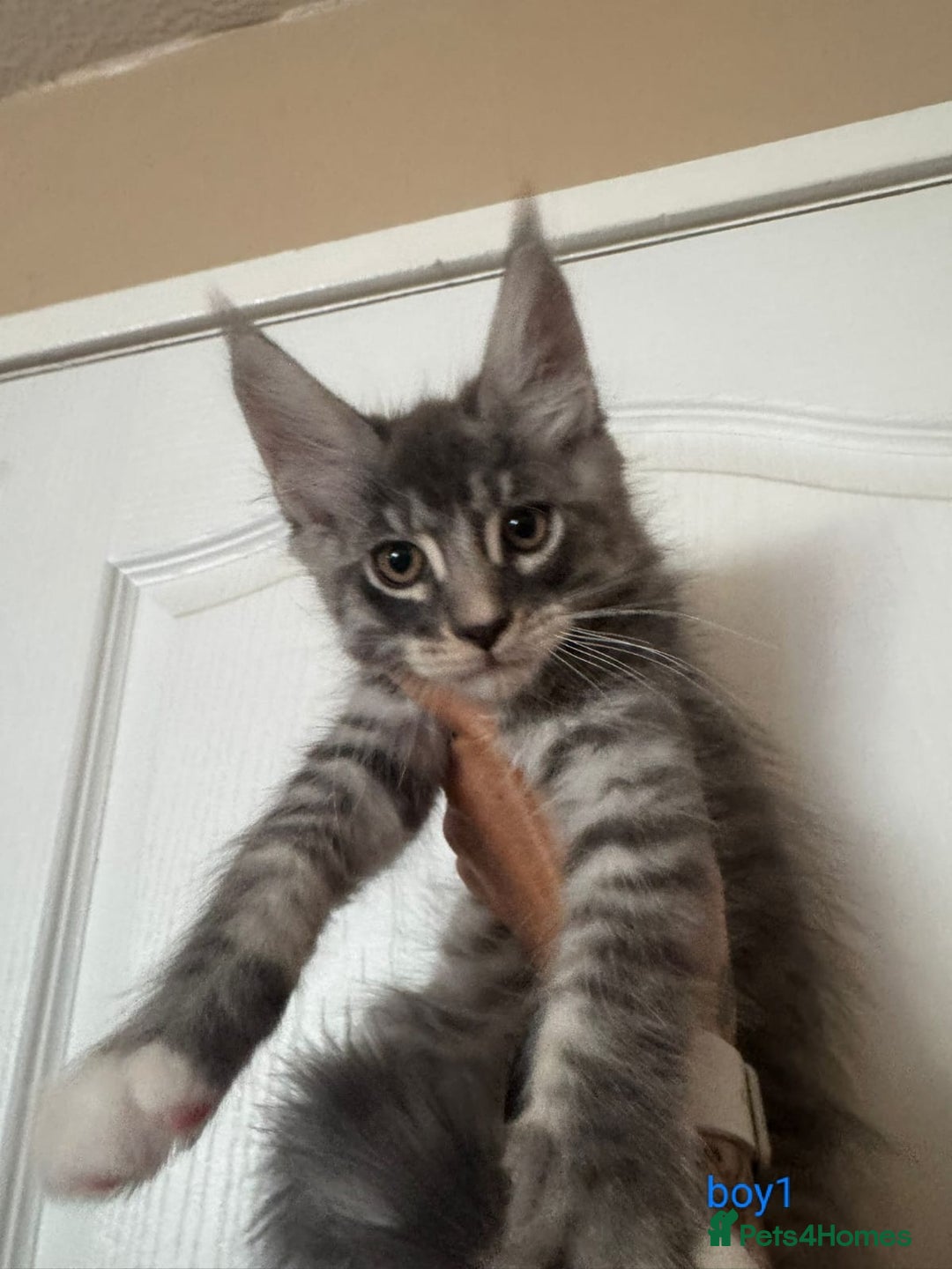 Maine Coon cats for sale: Gorgeous maine coon kittens  - Image 11