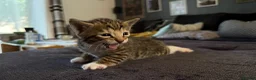 Mixed Breed cats for sale: Adorable Kittens  Little Fox Girls & 1 Cartoon Boy - Advert 10