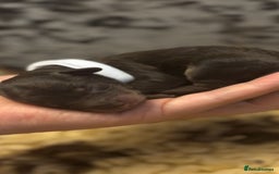 Toy Poodle dogs for stud: ***Kc chocolate phantom none fading *** in Retford - Image 14