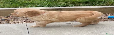 Golden Retriever 4