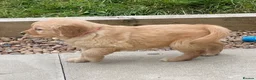 Golden Retriever dogs for sale: A happy healthy family companion  - Advert 7