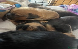Mixed Breed dogs for sale: Beautiful dachshund/jug x terrier - Image 27