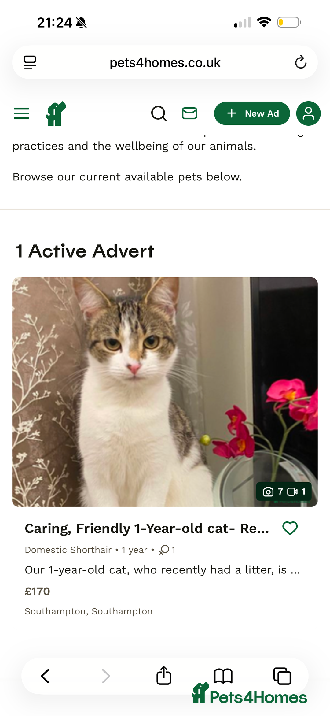 Domestic Shorthair cats for sale: Kitten for sale - Advert 1