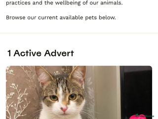 Domestic Shorthair cats Kitten for sale - Advert 11