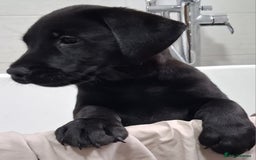 Labrador Retriever dogs for sale: Excellent KC Registered working Black Lab pups  - Image 18