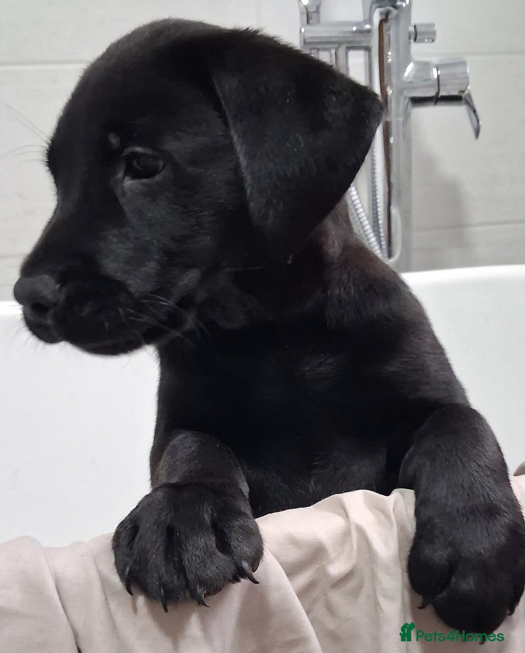 Labrador Retriever dogs for sale: Excellent KC Registered working Black Lab pups  - Image 18