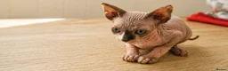 Sphynx cats for sale: One beautiful sphynx girl  - Advert 3