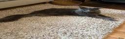 Maine Coon cats for sale: Beautiful TICA registered Maine coon kittens. in Rochester - Advert 2
