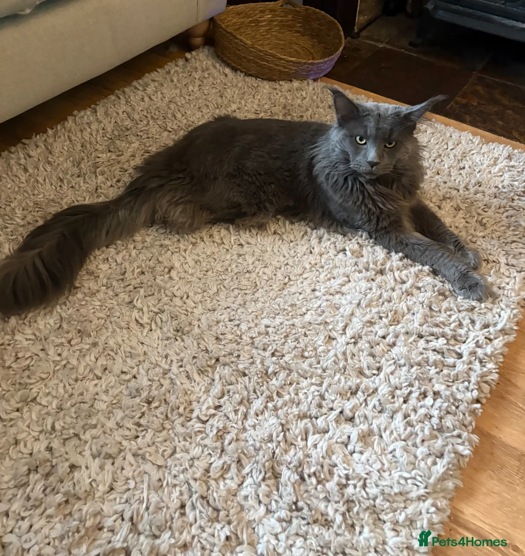 Maine Coon cats for sale: Beautiful TICA registered Maine coon kittens. in Rochester - Advert 2