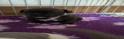 Staffordshire Bull Terrier dogs for sale: Exceptional litter of Staffie puppies - Advert 16
