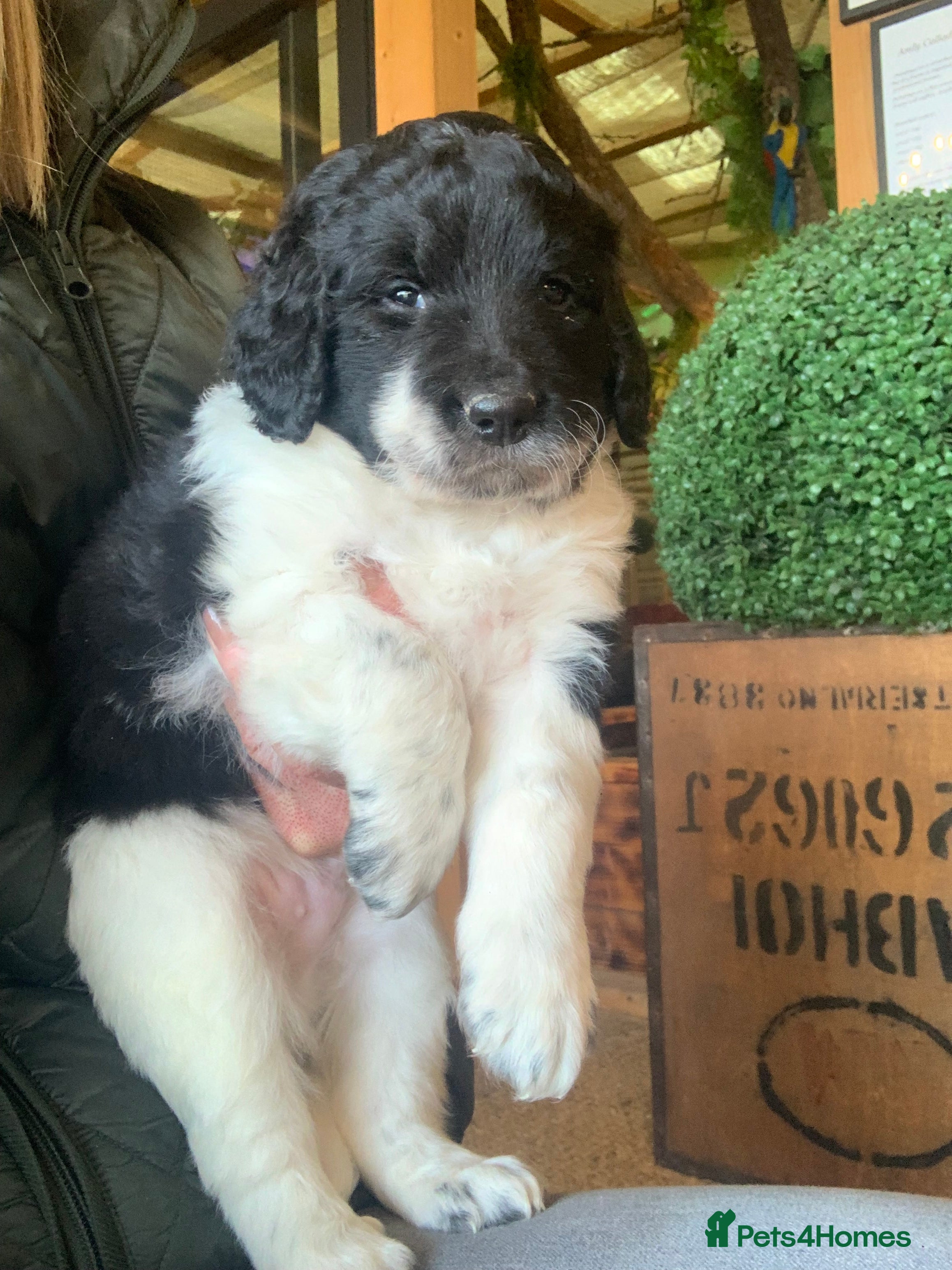 Bernedoodle dogs F1b Standard Bernedoodle  - Advert 1