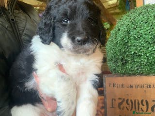 Bernedoodle dogs F1b Standard Bernedoodle - Advert 2