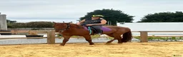 Appaloosa horses for sale: Appaloosa X gelding 15.3hh rising 4  in Hull - Advert 5