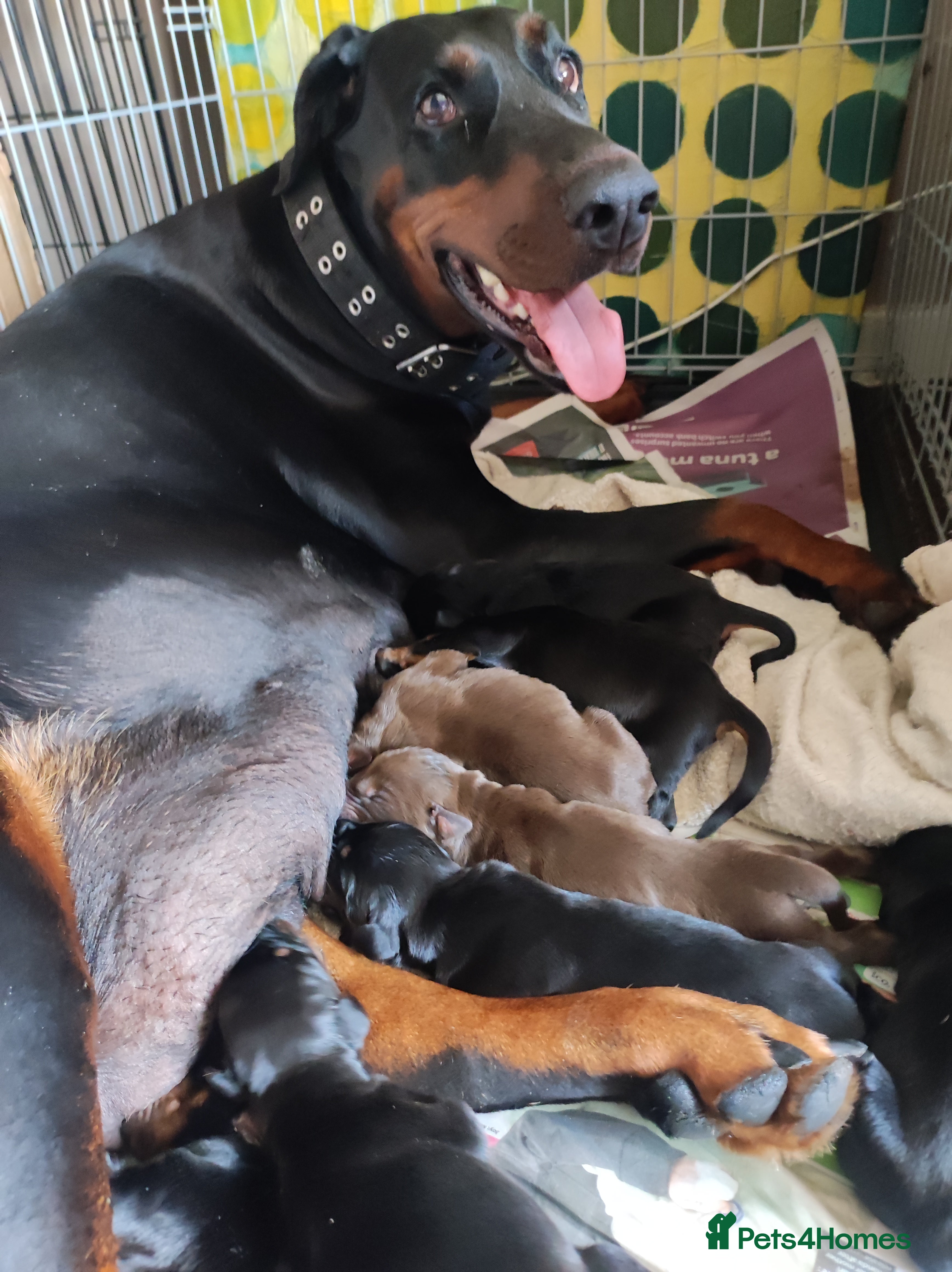 Dobermann dogs Adorable Doberman puppies  - Advert 6